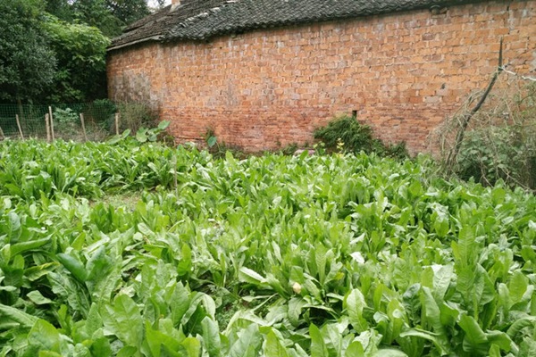 將軍菊苣 將軍菊苣