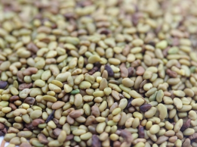 三得利紫花苜蓿種子