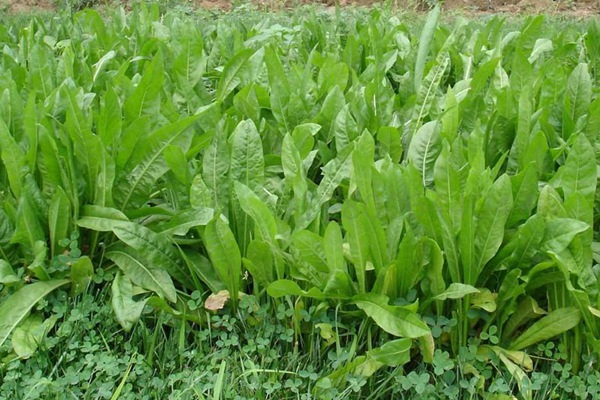 高產優質飼草菊苣有哪些特點 高產優質飼草菊苣有哪些特點