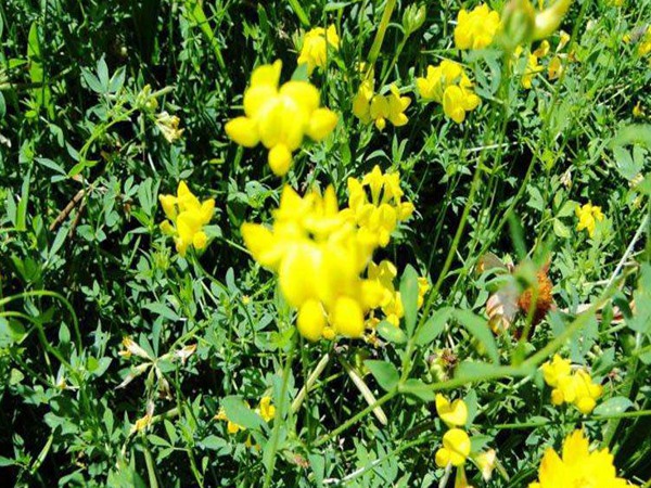 成年牛每天需要吃多少青飼草 成年牛每天需要吃多少青飼草