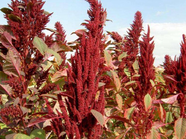 種植籽粒莧的經濟效益如何 種植籽粒莧的經濟效益如何