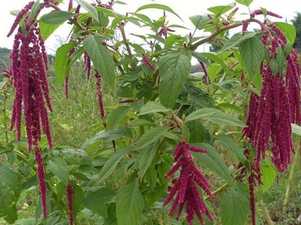 種植籽粒莧的經濟效益如何 種植籽粒莧的經濟效益如何