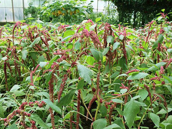 種植籽粒莧的經濟效益如何 種植籽粒莧的經濟效益如何
