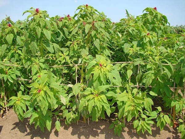 籽粒莧的優(yōu)缺點有哪些 籽粒莧的優(yōu)缺點有哪些