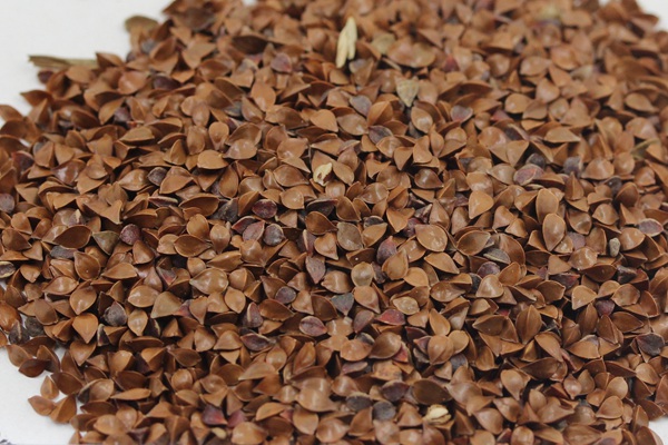 魯梅克斯種子多少錢一斤 魯梅克斯種子多少錢一斤