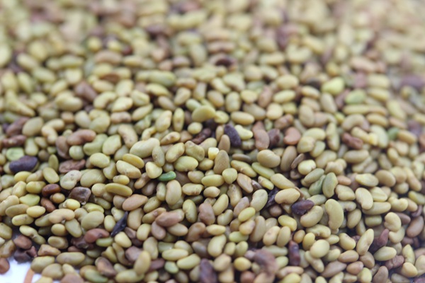 紫花苜蓿種子怎么播種,播種后多久發芽 紫花苜蓿種子怎么播種,播種后多久發芽