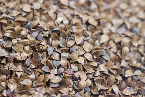 魯梅克斯種子的最佳發芽溫度