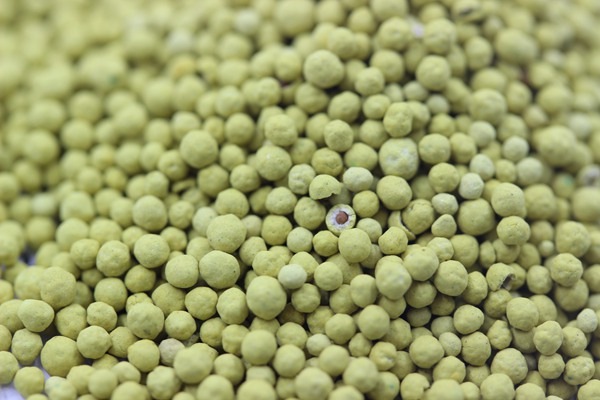 紅三葉草種子的催芽方法 紅三葉草種子的催芽方法