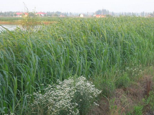 蘇丹草長多高可以收割 蘇丹草長多高可以收割