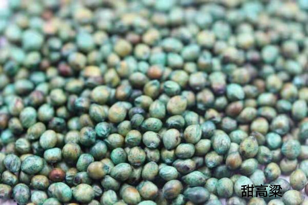 甜高粱，一年生植物，在世界各大洲都有分布