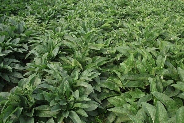 俄羅斯飼料菜與墨西哥玉米草的區(qū)別有哪些 俄羅斯飼料菜與墨西哥玉米草的區(qū)別有哪些