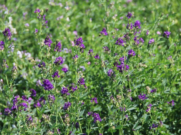 提木西草和苜蓿草哪個更好 提木西草和苜蓿草哪個更好