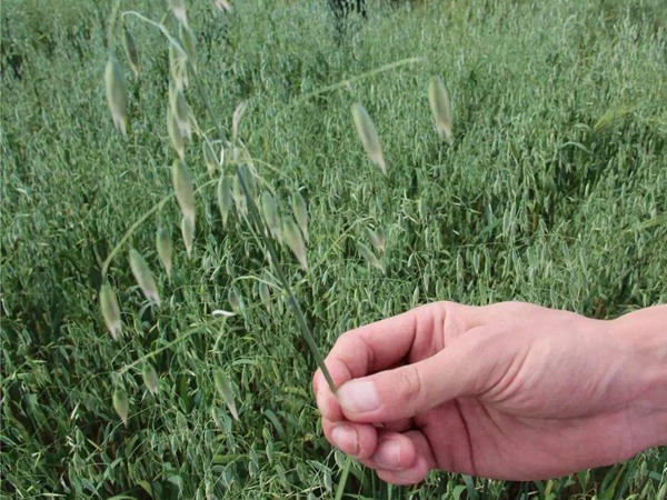 牧草大麥和燕麥?zhǔn)且环N嗎?有什么區(qū)別 牧草大麥和燕麥?zhǔn)且环N嗎?有什么區(qū)別