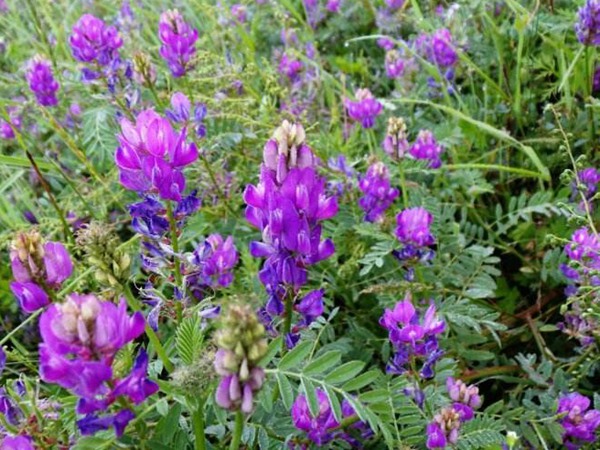 沙打旺可以用來(lái)喂養(yǎng)牛羊嗎 沙打旺可以用來(lái)喂養(yǎng)牛羊嗎