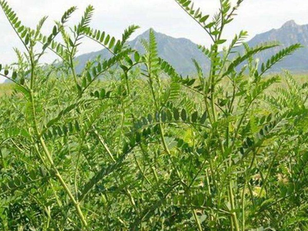 沙打旺可以用來(lái)喂養(yǎng)牛羊嗎 沙打旺可以用來(lái)喂養(yǎng)牛羊嗎