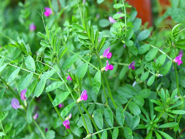 沙打旺可以用來(lái)喂養(yǎng)牛羊嗎 沙打旺可以用來(lái)喂養(yǎng)牛羊嗎