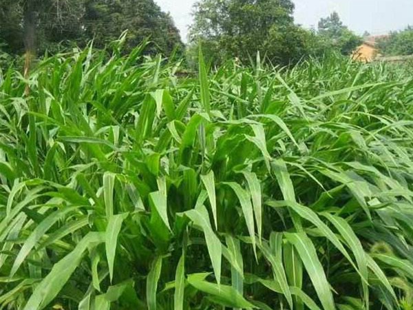 墨西哥玉米草種子畝播種用量 墨西哥玉米草種子畝播種用量