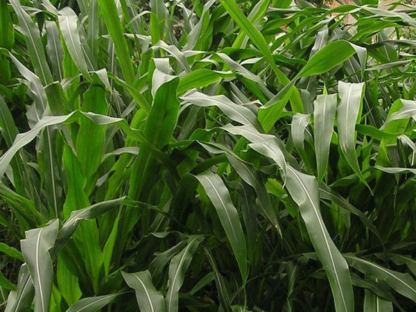 墨西哥玉米草種子播種后幾天發芽?怎么播種發芽更快 墨西哥玉米草種子播種后幾天發芽?怎么播種發芽更快