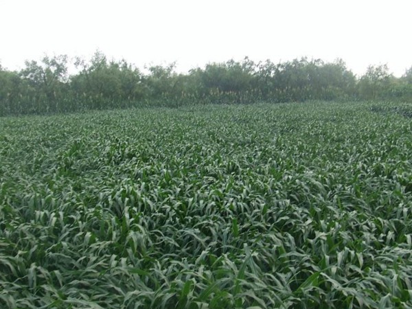 墨西哥玉米草種子播種后幾天發芽?怎么播種發芽更快 墨西哥玉米草種子播種后幾天發芽?怎么播種發芽更快