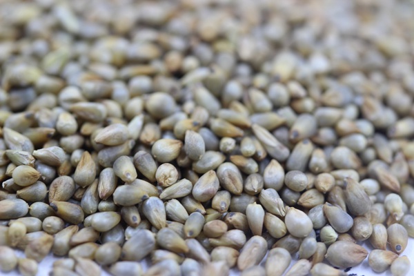 多年生雜交狼尾草種子多少錢一斤 多年生雜交狼尾草種子多少錢一斤