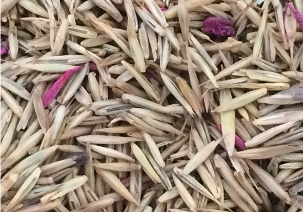 冰草種子怎么種,種后多久發(fā)芽 冰草種子怎么種,種后多久發(fā)芽