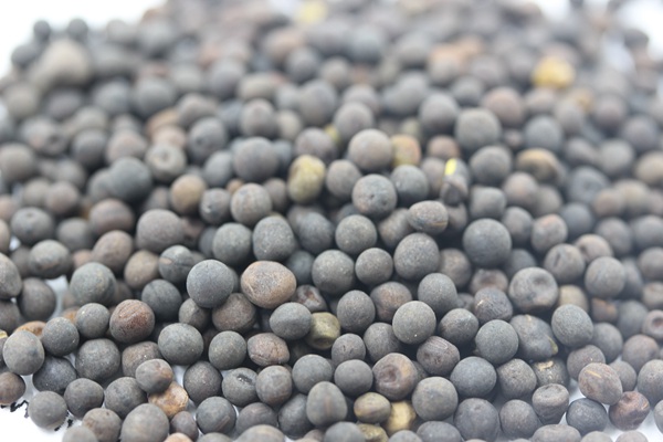 光葉紫花苕種子多少錢一斤,什么時候播種 光葉紫花苕種子多少錢一斤,什么時候播種