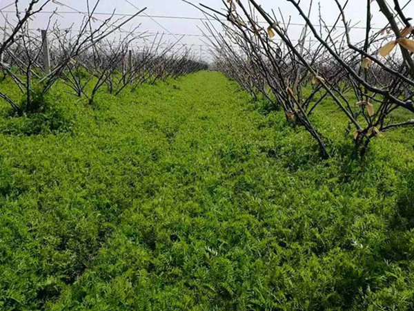 光葉紫花苕怎么播種,播種后多久發芽 光葉紫花苕怎么播種,播種后多久發芽