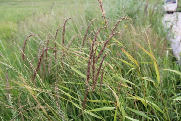 披堿草種子的種植方法