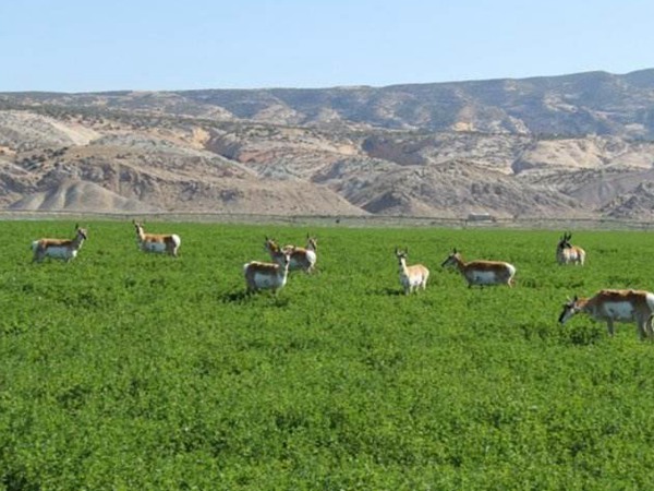 哪種飼草喂雞鵝好，為什么