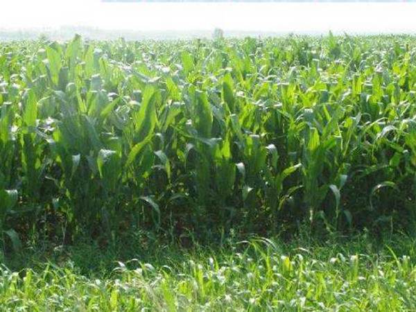 每頭牛的一天飼草量,喂養(yǎng)那些比較好 每頭牛的一天飼草量,喂養(yǎng)那些比較好