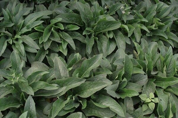 畝產(chǎn)量最高的飼草是哪種,如何種植這些高產(chǎn)飼草 畝產(chǎn)量最高的飼草是哪種,如何種植這些高產(chǎn)飼草