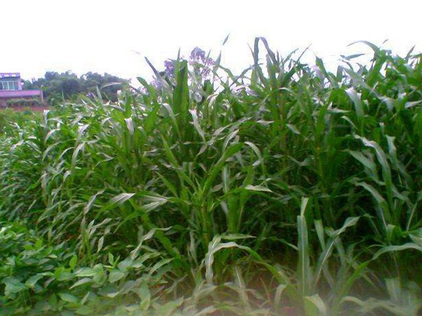 畝產(chǎn)量最高的飼草是哪種,如何種植這些高產(chǎn)飼草 畝產(chǎn)量最高的飼草是哪種,如何種植這些高產(chǎn)飼草