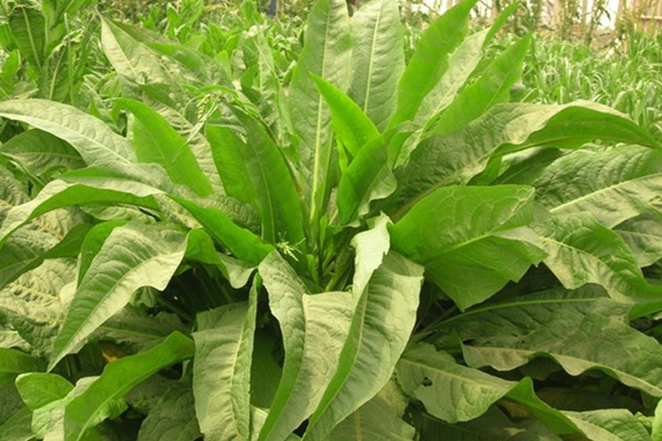 哪種飼草喂雞鵝好，有何喂養優勢