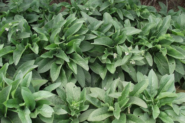 哪種飼草喂雞鵝好，有何喂養優勢