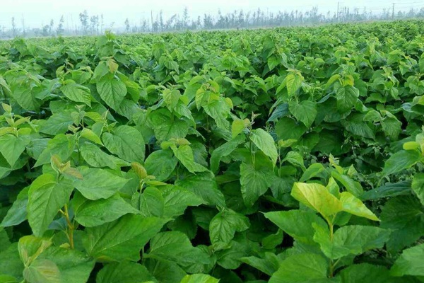 桑樹用作畜飼草可產多少茬 桑樹用作畜飼草可產多少茬