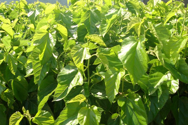 桑樹用作畜飼草可產多少茬 桑樹用作畜飼草可產多少茬