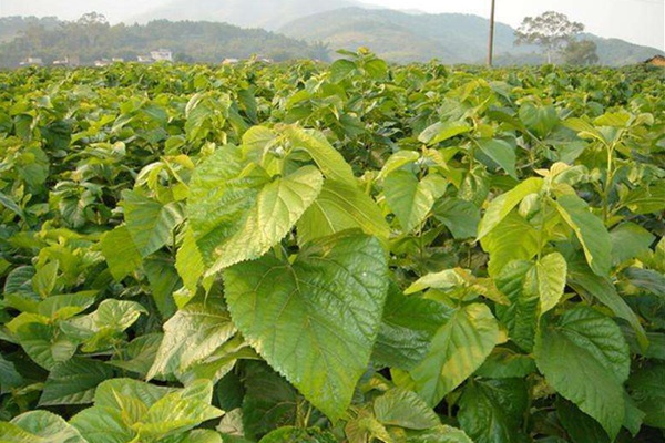 桑樹用作畜飼草可產多少茬 桑樹用作畜飼草可產多少茬