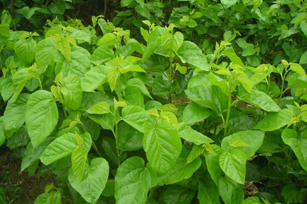 桑飼草樹能用作飼草嗎，種植養(yǎng)護(hù)技巧有哪些