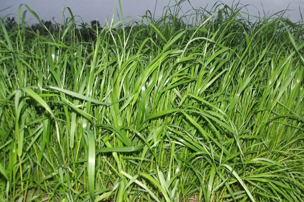 冬牧70黑麥草什么時間播種？播種方法有何技巧