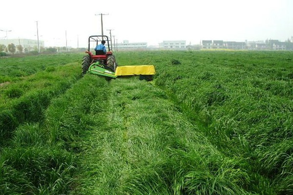 意大利黑麥草種子多少錢一斤?怎么播種 意大利黑麥草種子多少錢一斤?怎么播種