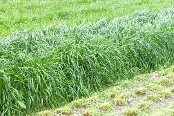 意大利黑麥草一畝地用多少種子 意大利黑麥草一畝地用多少種子