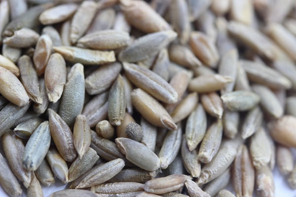 意大利黑麥草一畝地用多少種子 意大利黑麥草一畝地用多少種子