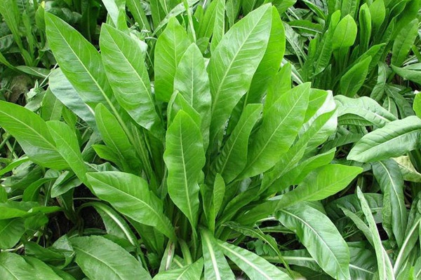 菊苣可以做飼草嗎?喂養(yǎng)方式是什么 菊苣可以做飼草嗎?喂養(yǎng)方式是什么