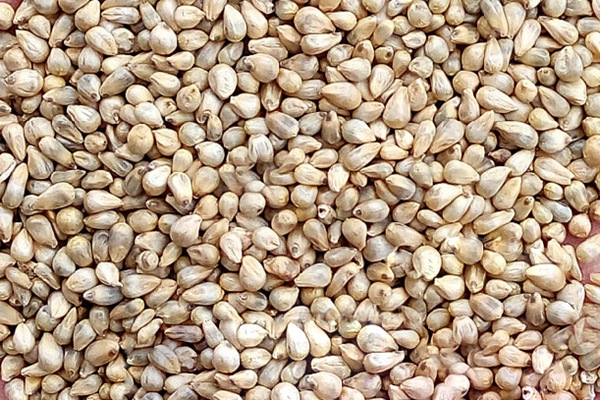 提木西草種子多少錢一斤,哪里有賣 提木西草種子多少錢一斤,哪里有賣