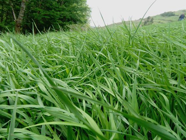提木西草種子多少錢一斤,哪里有賣 提木西草種子多少錢一斤,哪里有賣