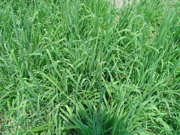 家兔的飼草品種有哪些？如何喂養