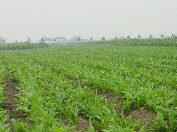 奶山羊飼草都有哪些，這些飼草有什么共同點(diǎn)