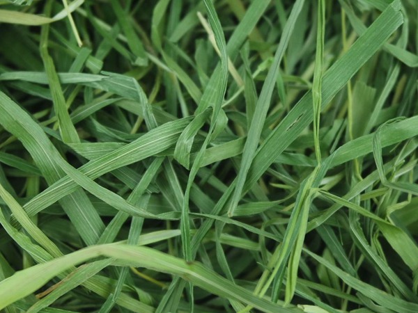 提木西草什么時候種植，怎么種