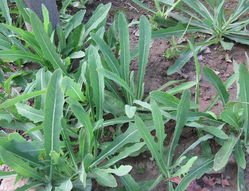 苣荬菜和苦荬菜之間的區別 苣荬菜和苦荬菜之間的區別