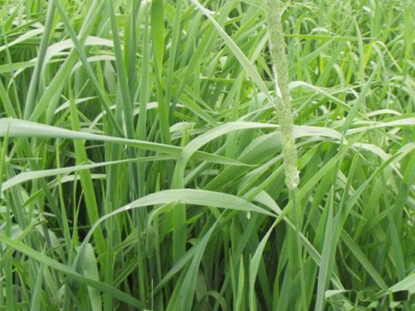 提木西草和苜蓿草哪個更好,有何區別 提木西草和苜蓿草哪個更好,有何區別